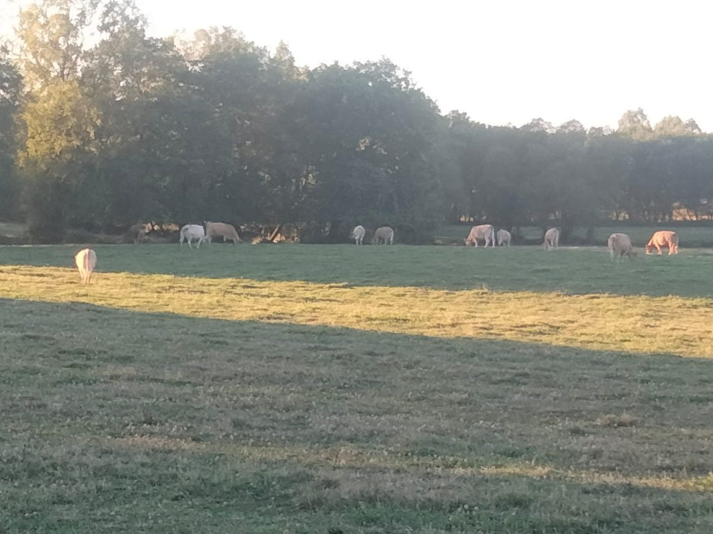 Vacas en prado